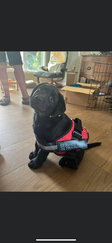 Beautiful Quality CKC Labrador Black Retriever Puppies in Dogs & Puppies for Rehoming in Saskatoon - Image 3