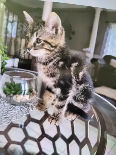 Bengal Marble male vaccinated, View more