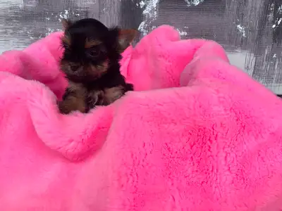 *Francais aussi disponible 6 beautiful yorkshire black and tan and biewer puppies 3 girls and 3 boys...