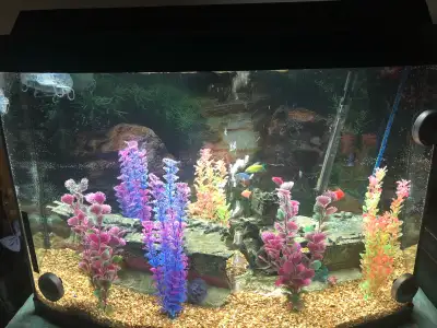 40 gallon curved front fish tank, heater, Led light, filtration system, ship wreck, rocks, nets incl...