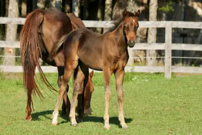 2025 Registered half welsh, View more