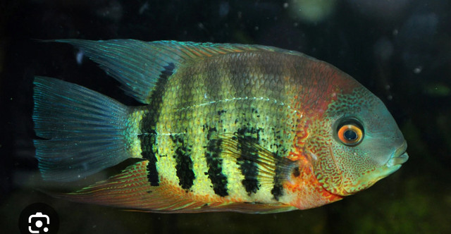 Looking for Severum  in Fish for Rehoming in Peterborough - Image 2