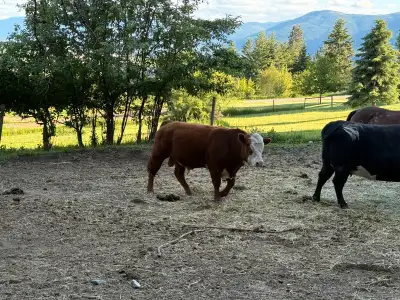 2 year old speckled park, simmenthal bull, View more