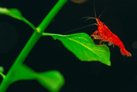 Red Cherry Shrimp Neo Caradinia