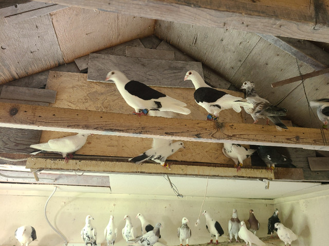 Mixed Pigeons For Sale in Birds for Rehoming in Windsor Region - Image 4