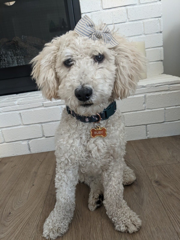 Labradoodle Puppy for sale sold to a new family Dogs & Puppies for