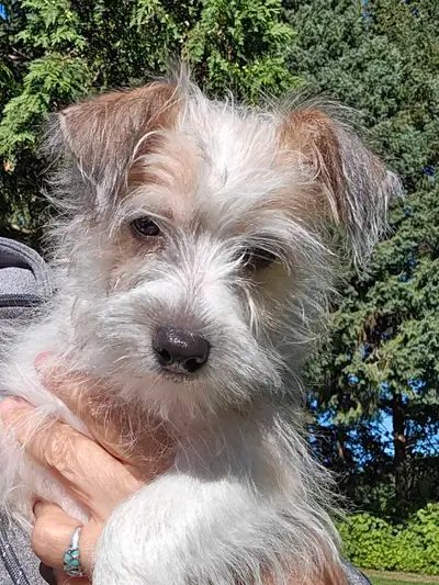 Rare Portuguese Pondango puppy, View more