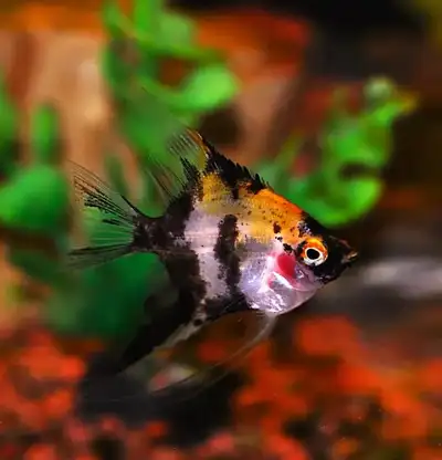 **SPECIAL** Juvenile  Koi angelfish, View more