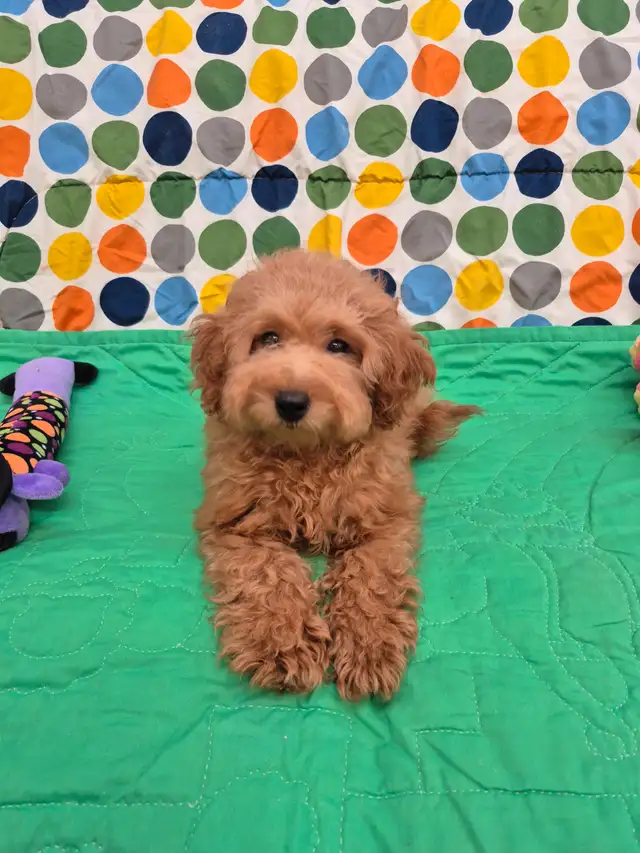 Stunning Red Toy Poodle Puppies in Dogs & Puppies for Rehoming in Mississauga / Peel Region - Image 4
