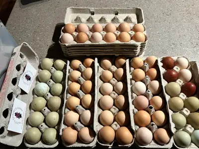 Farm Eggs, View more