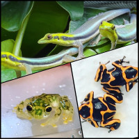 Neon Day Gecko/Glass Frogs/ Summersi Dart Frogs