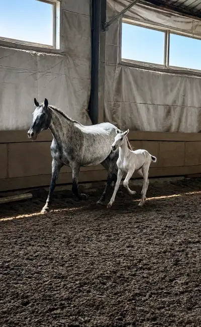 Appaloosa à vendre au sevrage, View more