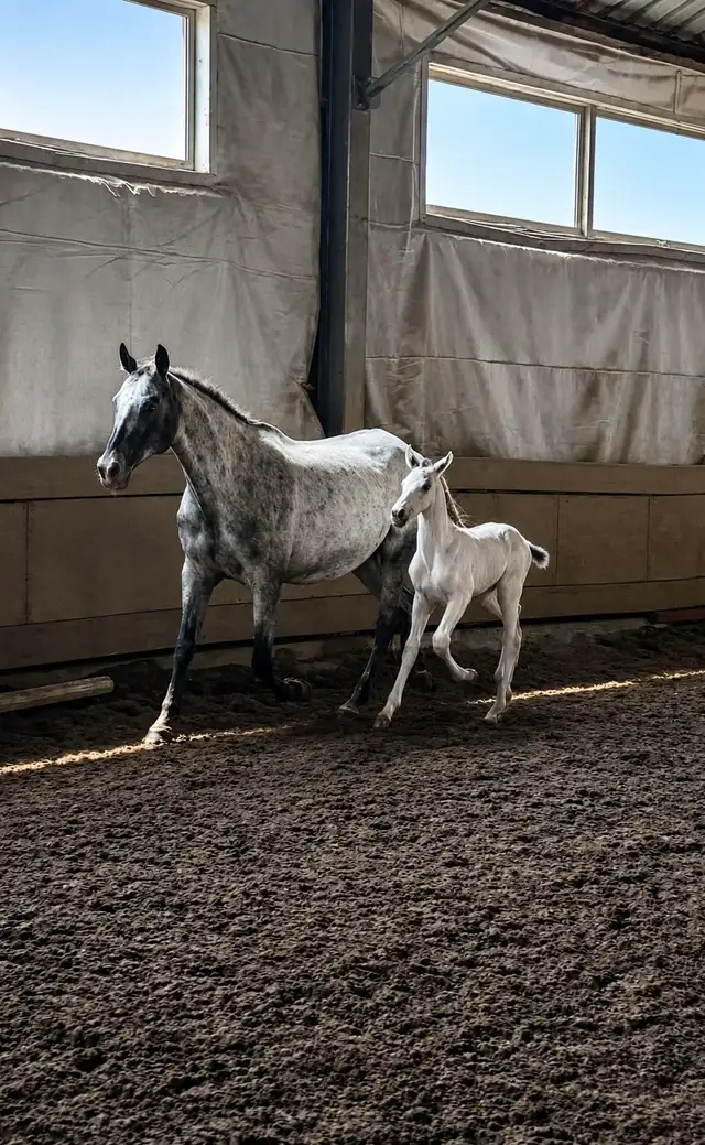 Appaloosa à vendre au sevrage in Horses & Ponies for Rehoming in Saint-Jean-sur-Richelieu - Image 2
