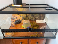 Leopard Gecko and complete enclosure