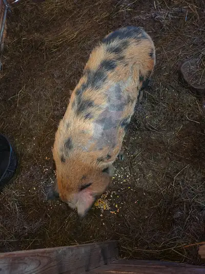 2 male kune kune, View more
