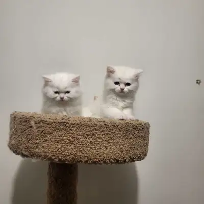 Adorable Persian cat for sale Pure breed, healthy & playful. DM for details.” • “Looking for a lovin...