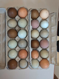 Beautiful Hatching Eggs