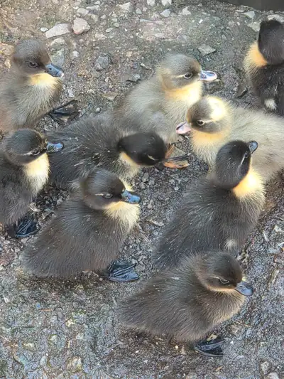 Call Ducklings, View more