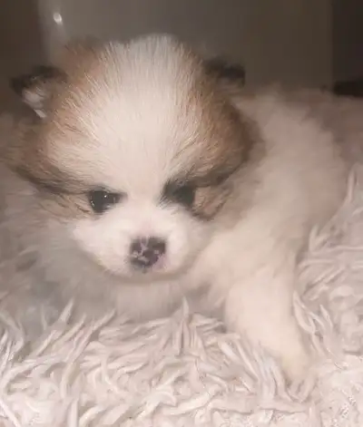 READY FOR THEIR NEW HOMES IN MAY Coming from loving home, parents are family pets ,raised around sma...
