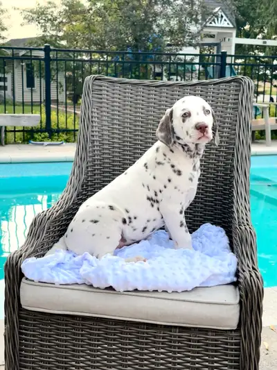 Bonjour à tous, nous vous présentons notre portée de 5 chiots Dalmatien pure race. 2 mâles tachetés...