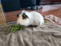 4 year old guinea pig to rehome