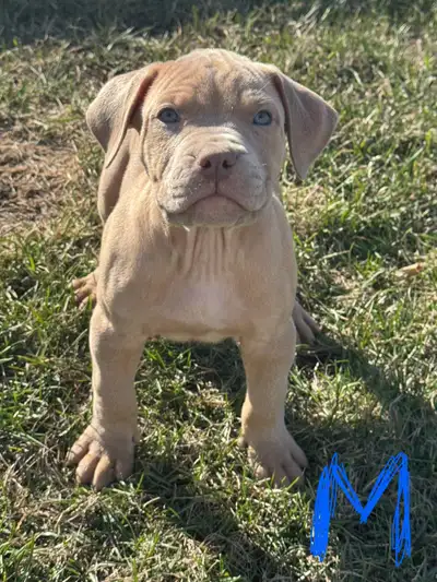 Cane Corso Mix Puppies available May 3rd, View more