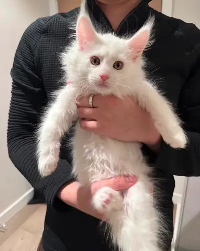 Vancouver – LAST Maine Coon kitten available  TICA-certified, View more