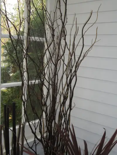BROWN WILLOW BRANCHES, View more