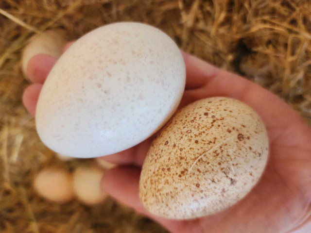 Turkey Hatching eggs in Livestock in Bridgewater - Image 2