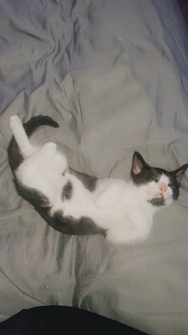 Cute 4 month old kitten ready for his forever home Cats & Kittens for