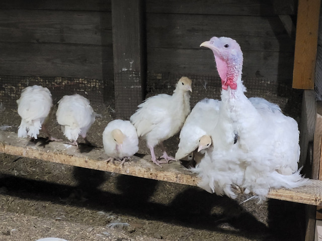 Beltsville Small White Turkey fertilized eggs in Livestock in Oshawa / Durham Region - Image 2