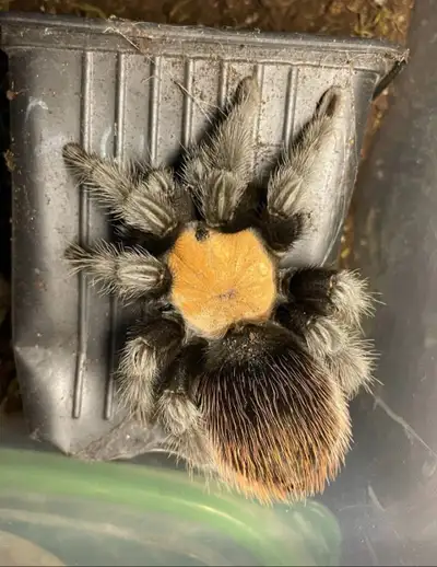 Tarantula pair Male/female Trade for snake supplies or scaleless corn snake Or will trade for $250 w...