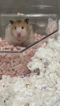 Rex Syrian hamster lol