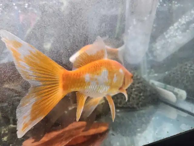 Gold fish in Fish for Rehoming in Mississauga / Peel Region - Image 8