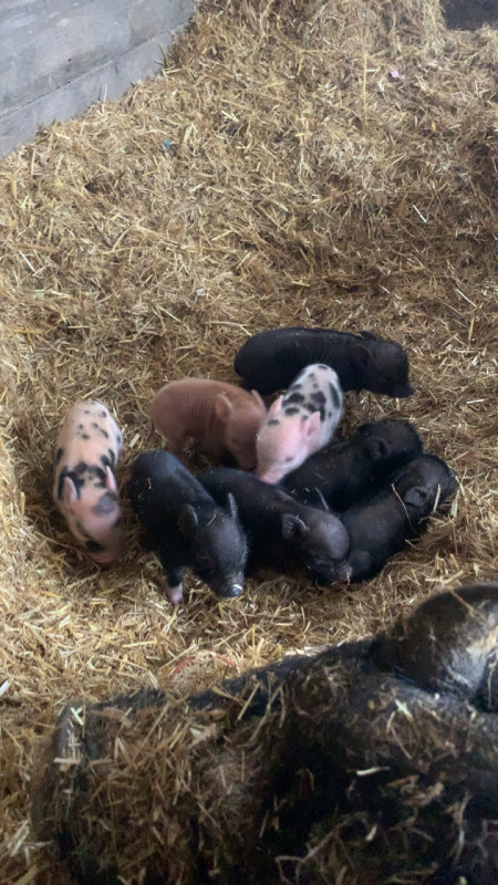 Pot Belly Piglets in Livestock in Renfrew - Image 2