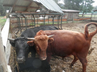 dexter bulls purebred will trade for bigger cows or bull