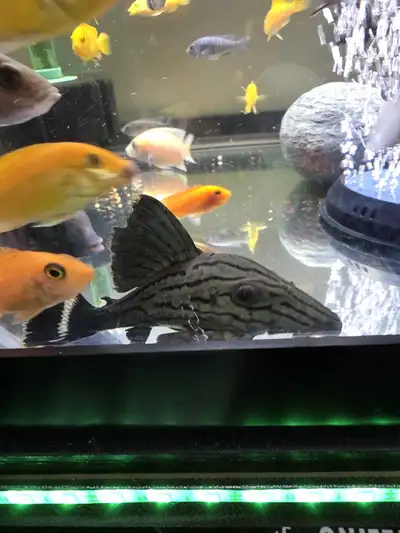 wild caught royal L191 plecos, View more