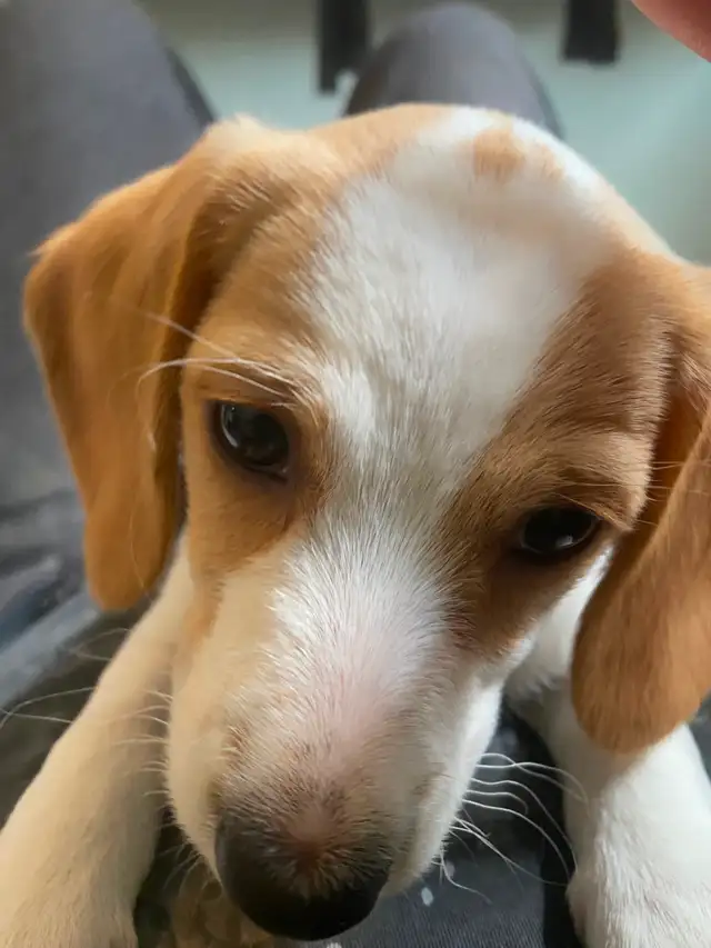 2 female puppies for sale in Dogs & Puppies for Rehoming in City of Toronto - Image 8