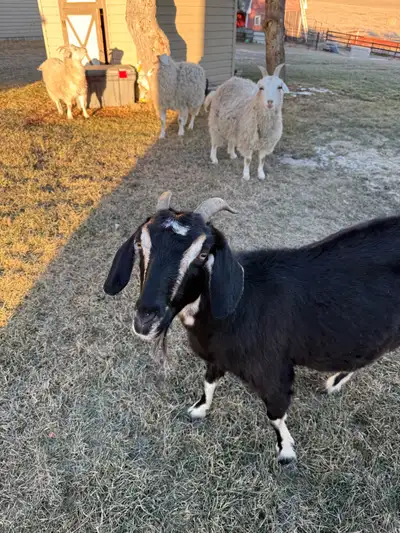 2 meat cross 3 angora cross All pregnant Want gone together picked up asap Sangudo area $300 each