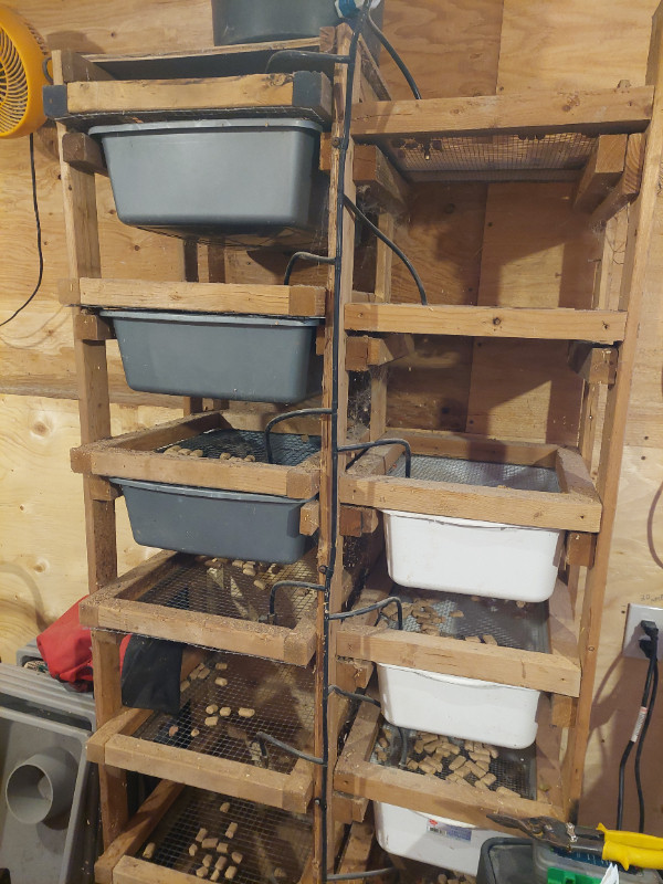 Snake rack and rat rack available in Reptiles & Amphibians for Rehoming in Cambridge - Image 3