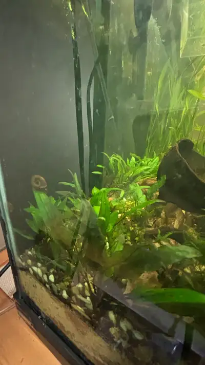 Aquarium plant-crypts, View more