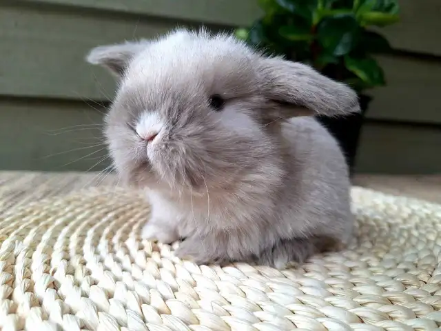 Holland Lop Rabbitry (nettle.blossom.burrows) in Small Animals for Rehoming in Delta/Surrey/Langley - Image 8