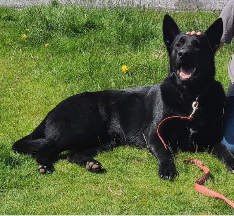 CKC Reg. German Shepherd Male! Dogs & Puppies for Rehoming Williams