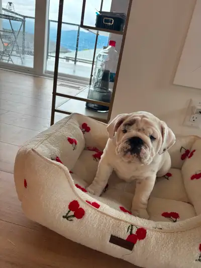 Daisy is a four month old 100% purebred CKC registered on both sides old English bulldog. She’s extr...