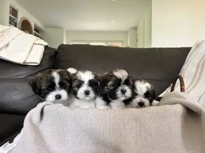 Shihtzu Puppies, View more