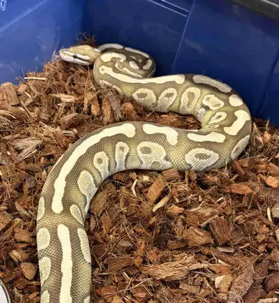 Beautiful female lesser fire ball python weighing 900+ grams. She was sold to me as a triple het (Cl...