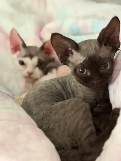 Devon Rex Kittens, View more