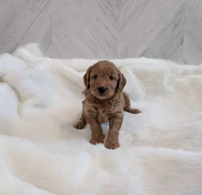 MINI GOLDENDOODLES (MALE AND FEMALE), View more