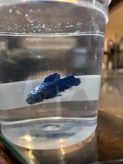 Contact for more info