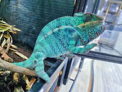 Nosy Be panther chameleons available , View more